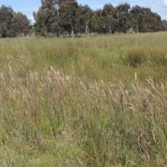 Holcus lanatus (Yorkshire Fog) at Jarramlee-West MacGregor Grasslands - 25 Nov 2022 by michaelb