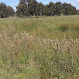 Holcus lanatus at Dunlop, ACT - 25 Nov 2022 02:14 PM