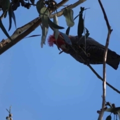 Callocephalon fimbriatum (Gang-gang Cockatoo) at Watson Green Space - 29 May 2023 by AniseStar