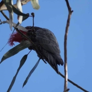 Callocephalon fimbriatum at Watson, ACT - 30 May 2023