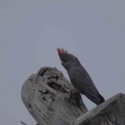 Callocephalon fimbriatum (Gang-gang Cockatoo) at Watson, ACT - 28 May 2023 by AniseStar