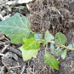 Hedera helix (Ivy) at Wanniassa Hill - 28 May 2023 by KumikoCallaway