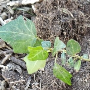 Hedera helix at Fadden, ACT - 29 May 2023