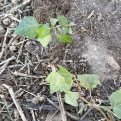 Hedera sp. (helix or hibernica) at Wanniassa Hill - 29 May 2023 08:12 AM