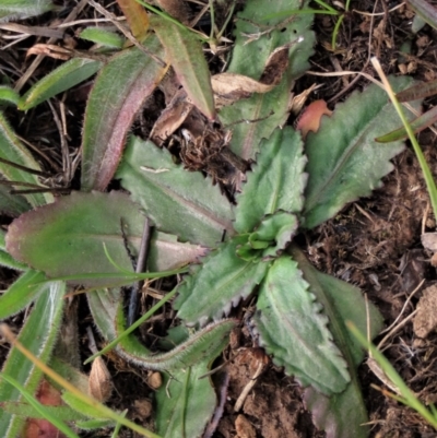 Solenogyne dominii (Smooth Solenogyne) at Budjan Galindji (Franklin Grassland) Reserve - 27 Aug 2022 by AndyRoo