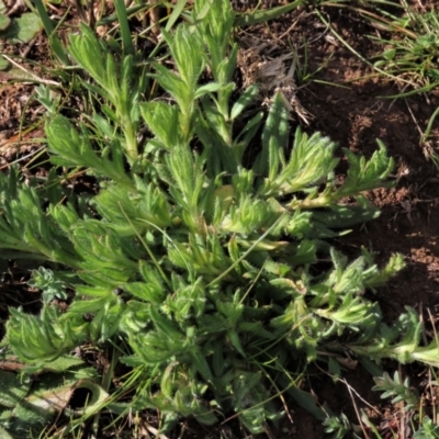 Leptorhynchos squamatus subsp. squamatus (Scaly Buttons) at Budjan Galindji (Franklin Grassland) Reserve - 27 Aug 2022 by AndyRoo