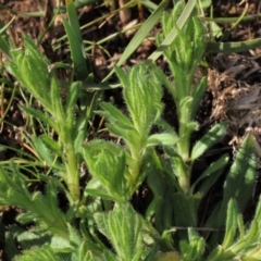 Leptorhynchos squamatus subsp. squamatus at Harrison, ACT - 27 Aug 2022