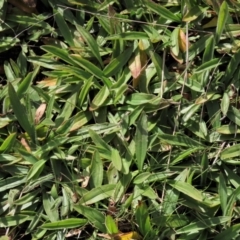 Plantago varia (Native Plaintain) at Harrison, ACT - 27 Aug 2022 by AndyRoo