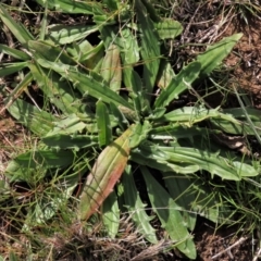 Plantago varia at Harrison, ACT - 27 Aug 2022 02:34 PM