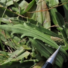 Plantago varia at Harrison, ACT - 27 Aug 2022