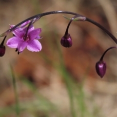 Arthropodium minus (Small Vanilla Lily) at Budjan Galindji (Franklin Grassland) Reserve - 19 Oct 2022 by AndyRoo