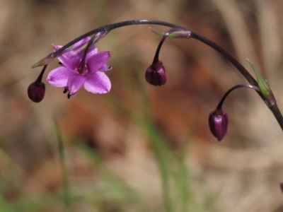 Arthropodium minus (Small Vanilla Lily) at Harrison, ACT - 19 Oct 2022 by AndyRoo