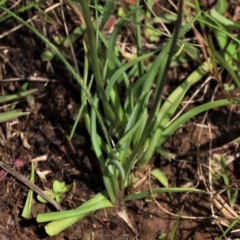 Arthropodium minus at Harrison, ACT - 19 Oct 2022 10:52 AM