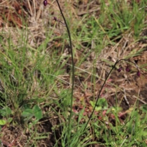 Arthropodium minus at Harrison, ACT - 19 Oct 2022 10:52 AM