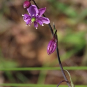 Arthropodium minus at Harrison, ACT - 19 Oct 2022 10:52 AM