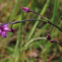 Arthropodium minus (Small Vanilla Lily) at Harrison, ACT - 19 Oct 2022 by AndyRoo