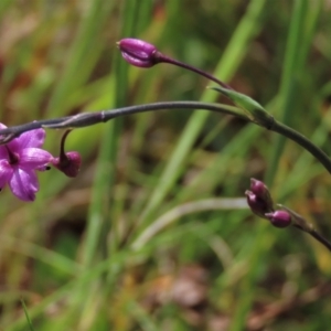 Arthropodium minus at Harrison, ACT - 19 Oct 2022 10:57 AM