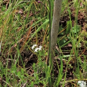 Arthropodium minus at Harrison, ACT - 19 Oct 2022 10:57 AM