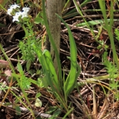 Arthropodium minus at Harrison, ACT - 19 Oct 2022 10:57 AM