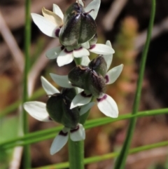 Wurmbea dioica subsp. dioica (Early Nancy) at Budjan Galindji (Franklin Grassland) Reserve - 19 Oct 2022 by AndyRoo