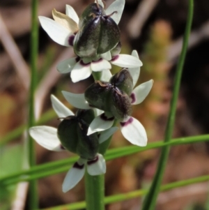 Wurmbea dioica subsp. dioica at Harrison, ACT - 19 Oct 2022