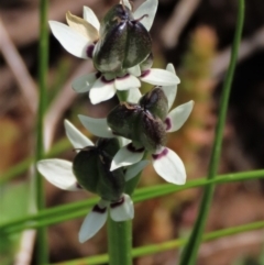 Wurmbea dioica subsp. dioica (Early Nancy) at Harrison, ACT - 18 Oct 2022 by AndyRoo