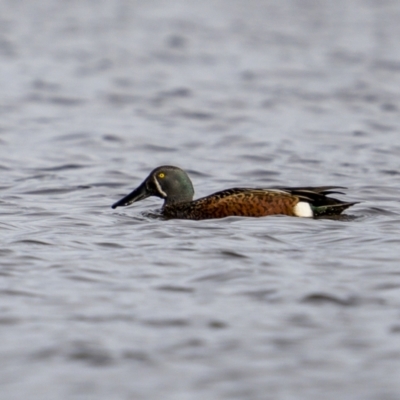 Spatula rhynchotis (Australasian Shoveler) at Fyshwick, ACT - 30 May 2023 by trevsci