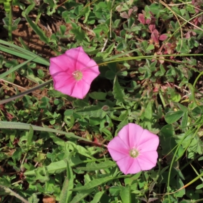 Convolvulus angustissimus subsp. angustissimus (Australian Bindweed) at Budjan Galindji (Franklin Grassland) Reserve - 19 Oct 2022 by AndyRoo