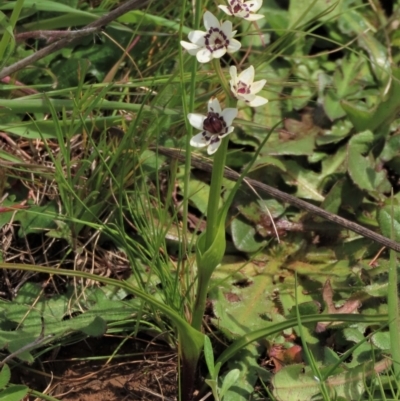 Wurmbea dioica subsp. dioica (Early Nancy) at Harrison, ACT - 19 Oct 2022 by AndyRoo