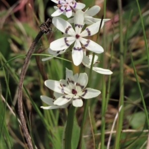 Wurmbea dioica subsp. dioica at Harrison, ACT - 19 Oct 2022