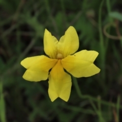 Goodenia pinnatifida (Scrambled Eggs) at Harrison, ACT - 19 Oct 2022 by AndyRoo