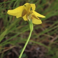 Goodenia pinnatifida at Harrison, ACT - 19 Oct 2022