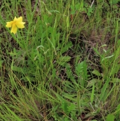 Goodenia pinnatifida at Harrison, ACT - 19 Oct 2022