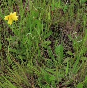 Goodenia pinnatifida at Harrison, ACT - 19 Oct 2022