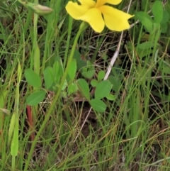 Trifolium sp. (Clover) at Budjan Galindji (Franklin Grassland) Reserve - 19 Oct 2022 by AndyRoo