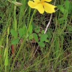 Trifolium sp. (Clover) at Harrison, ACT - 19 Oct 2022 by AndyRoo