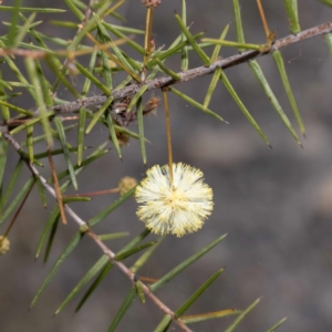 Acacia ulicifolia at Nadgee, NSW - 30 May 2023