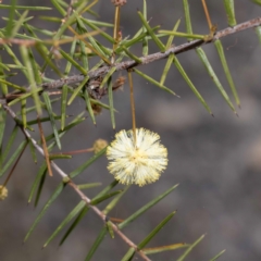 Acacia ulicifolia (Prickly Moses) at Nadgee State Forest - 30 May 2023 by Steve63