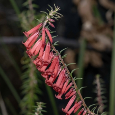 Epacris impressa (Common Heath) at Timbillica State Forest - 30 May 2023 by Steve63