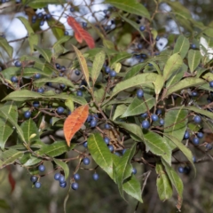 Elaeocarpus reticulatus (Blueberry Ash, Fairy Petticoats) at Timbillica, NSW - 30 May 2023 by Steve63