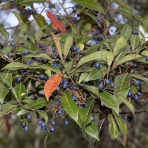 Elaeocarpus reticulatus at Timbillica, NSW - 30 May 2023