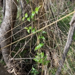 Asparagus asparagoides (Bridal Creeper, Florist's Smilax) at Watson, ACT - 29 May 2023 by waltraud