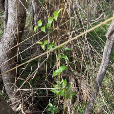 Asparagus asparagoides (Bridal Creeper, Florist's Smilax) at Mount Majura - 29 May 2023 by waltraud