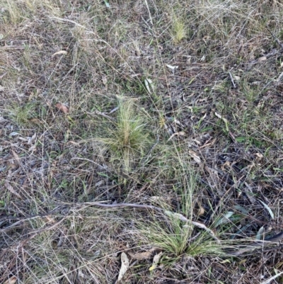 Nassella trichotoma (Serrated Tussock) at Watson, ACT - 29 May 2023 by waltraud