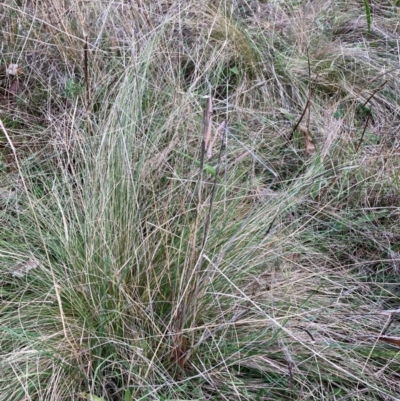 Nassella trichotoma (Serrated Tussock) at The Fair, Watson - 29 May 2023 by waltraud