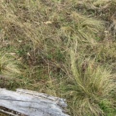 Nassella trichotoma (Serrated Tussock) at Watson, ACT - 29 May 2023 by waltraud