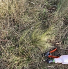 Nassella trichotoma (Serrated Tussock) at Watson, ACT - 29 May 2023 by waltraud