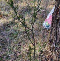 Exocarpos cupressiformis (Cherry Ballart) at Watson, ACT - 29 May 2023 by waltraud