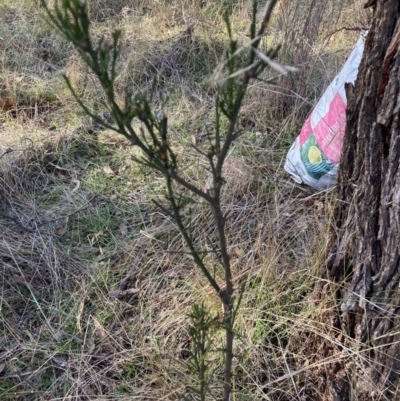 Exocarpos cupressiformis (Cherry Ballart) at Watson, ACT - 29 May 2023 by waltraud