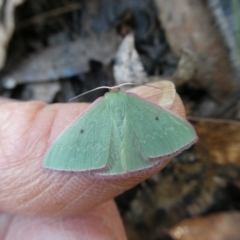 Chlorocoma externa (Spotted-fringe Emerald) at Charleys Forest, NSW - 9 May 2023 by arjay